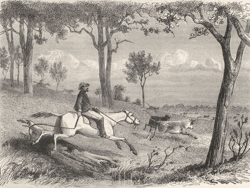 AUSTRALIA. Stock-Keeper collecting his Herds 1870 old antique print picture